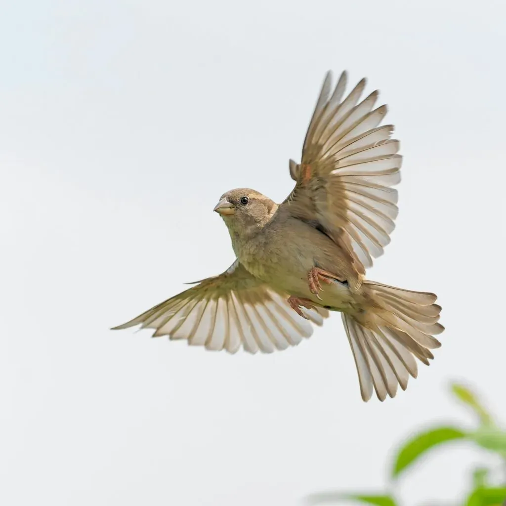 なぜ鳥の繁殖を観察するのか