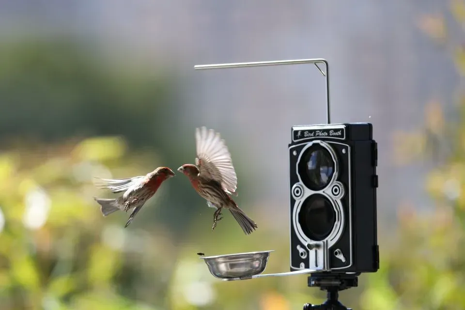 カメラが変える野鳥観察：病気や異常をどう捉えるか