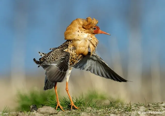 人気の鳥の繁殖のツアー日程と観察できる鳥たち