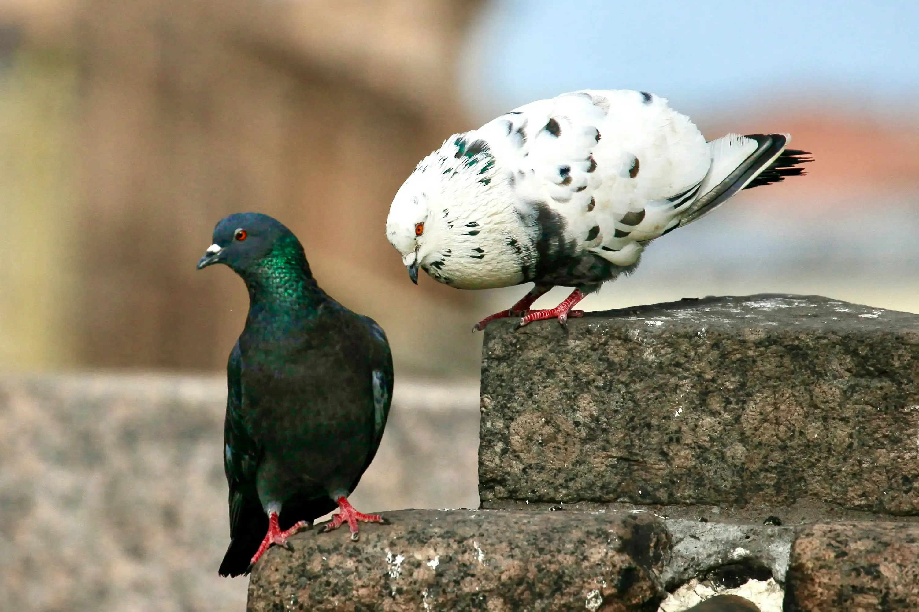 人間社会と鳥たちの文化的な交流