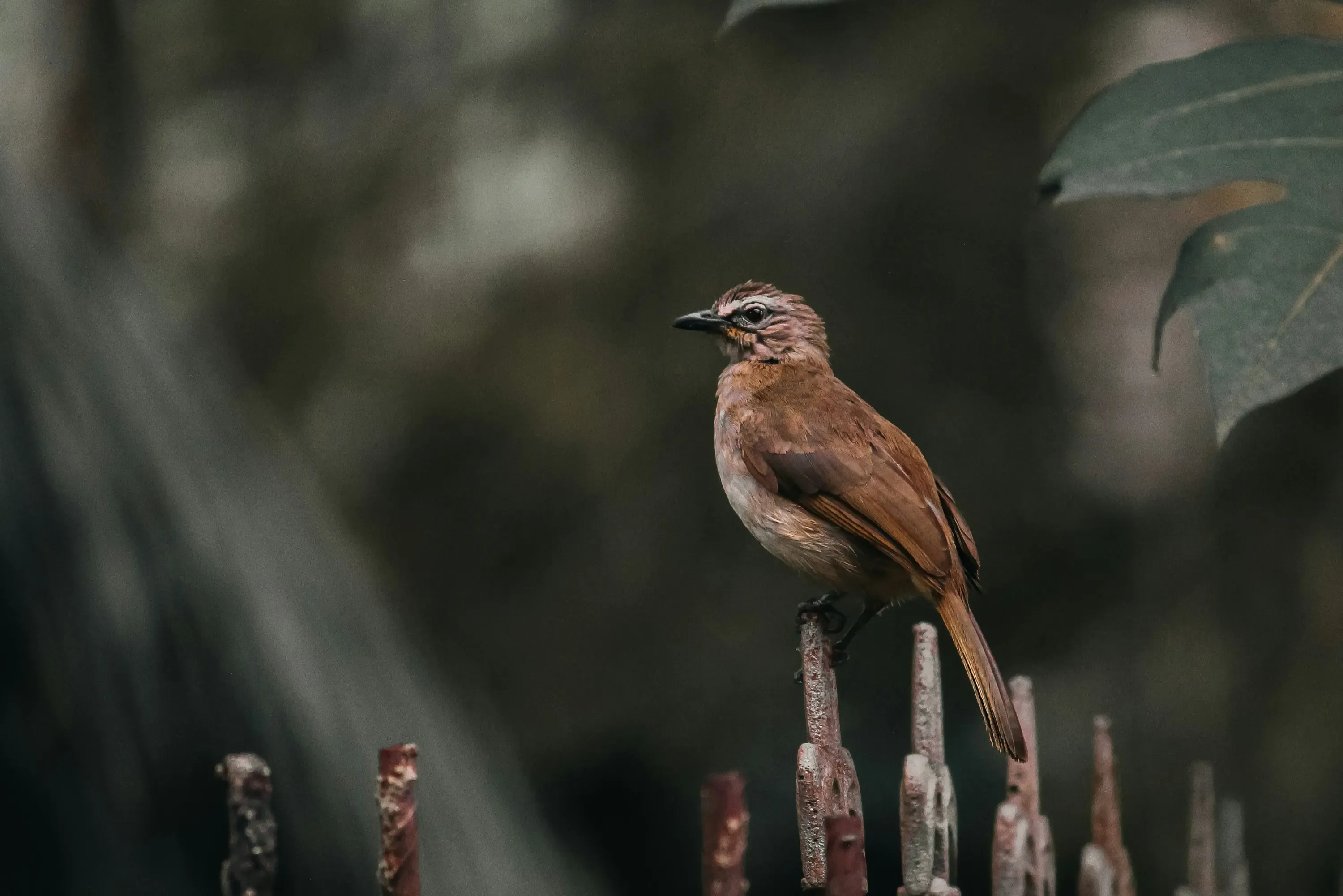全国の鳥の繁殖の撮影スポット例と探し方