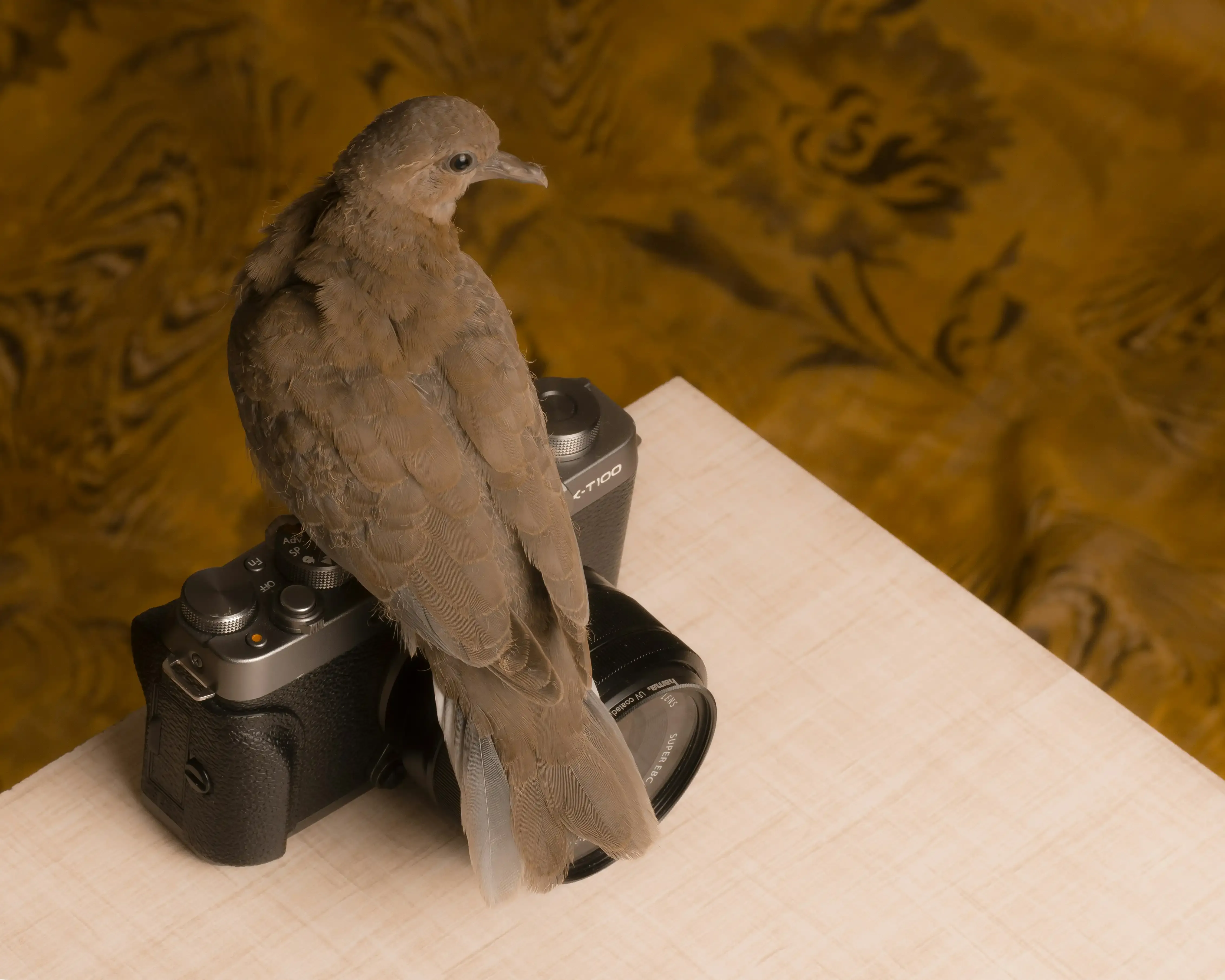 参加する前に知っておきたい！鳥の病気のカメラ付き観察ツアーのポイント