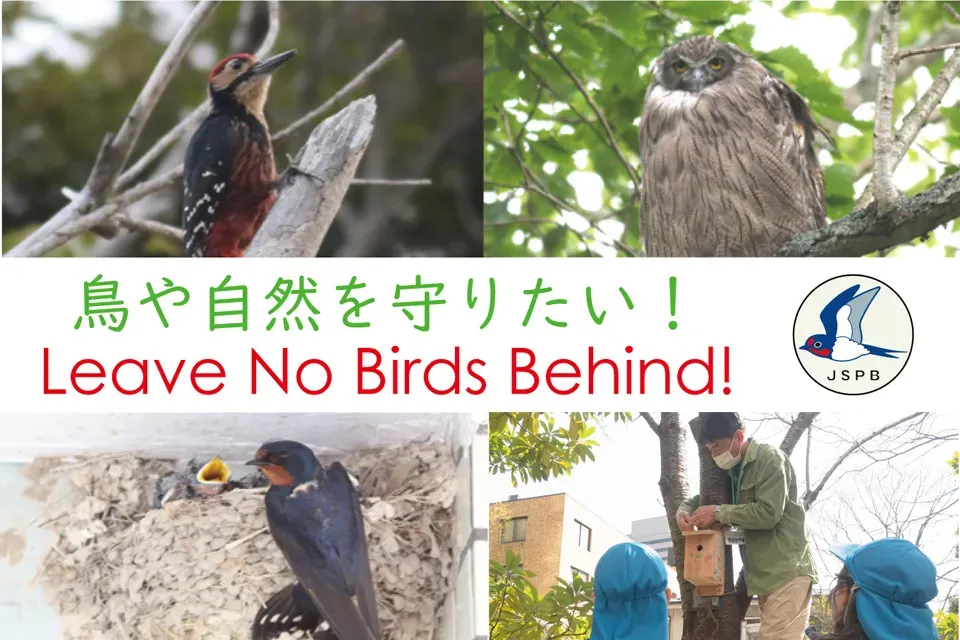 日本の鳥を取り巻く現状と鳥の文化の保護法の重要性