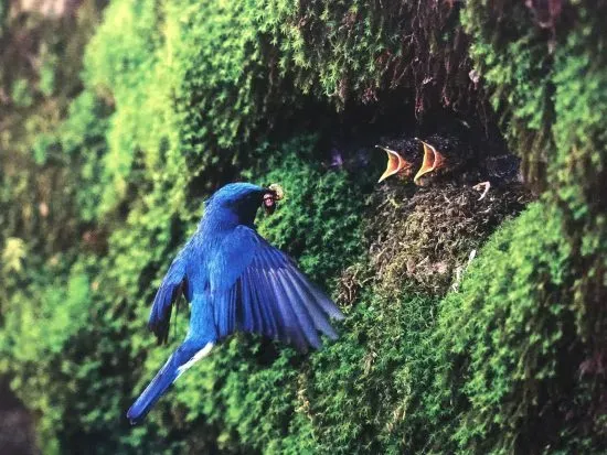 最高の体験を！自分にぴったりの鳥の文化の撮影ツアーを選ぶ方法