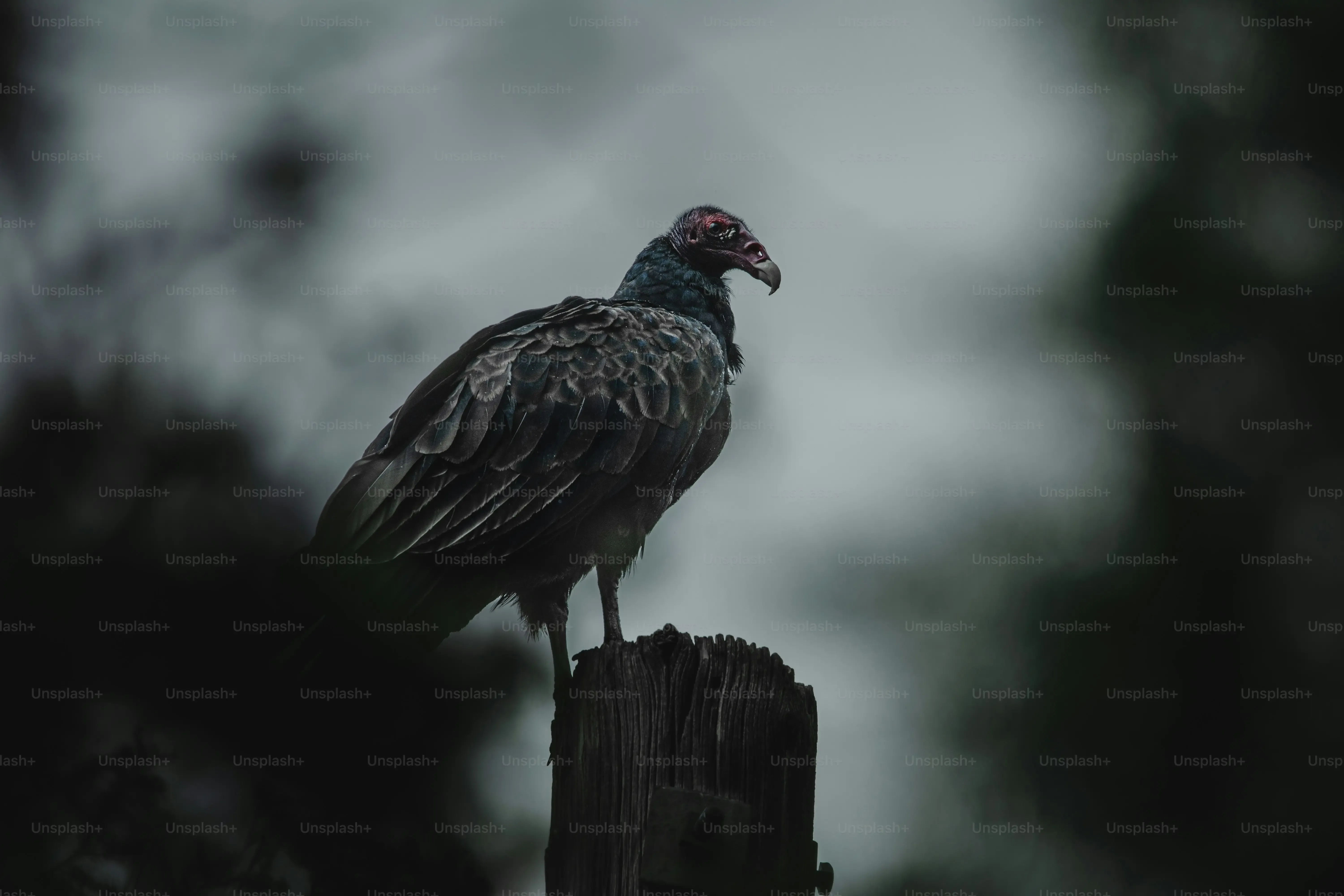 獣医さんに伝えるための鳥の病気の撮影ポイント