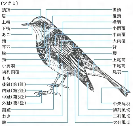 現代にどう受け継がれる？鳥の文化の地域別の特徴