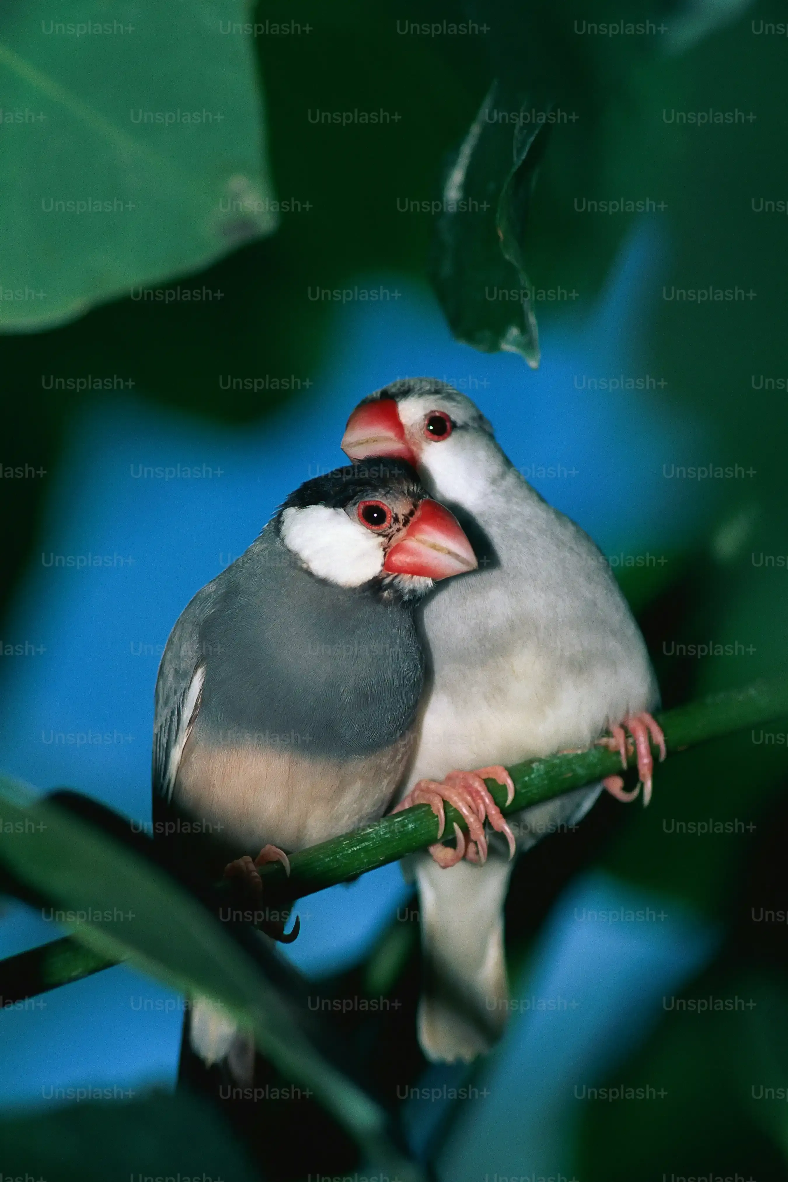 環境の変化と鳥の繁殖の文化