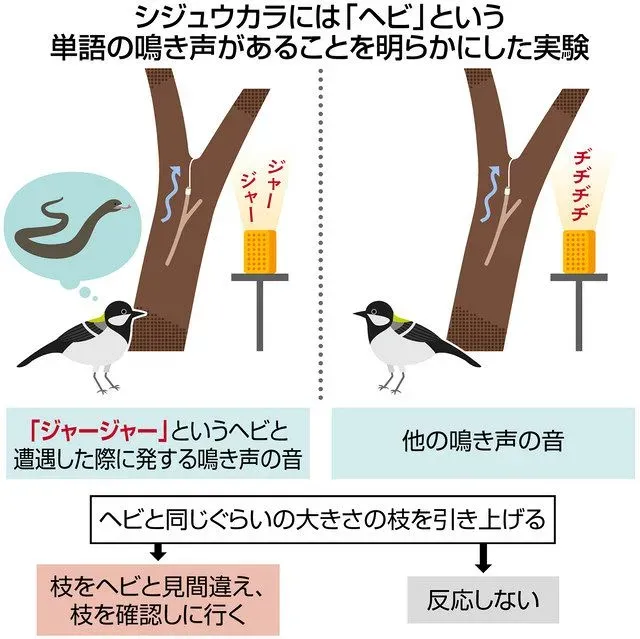 科学と生態系理解における鳥の文化の教育的重要性
