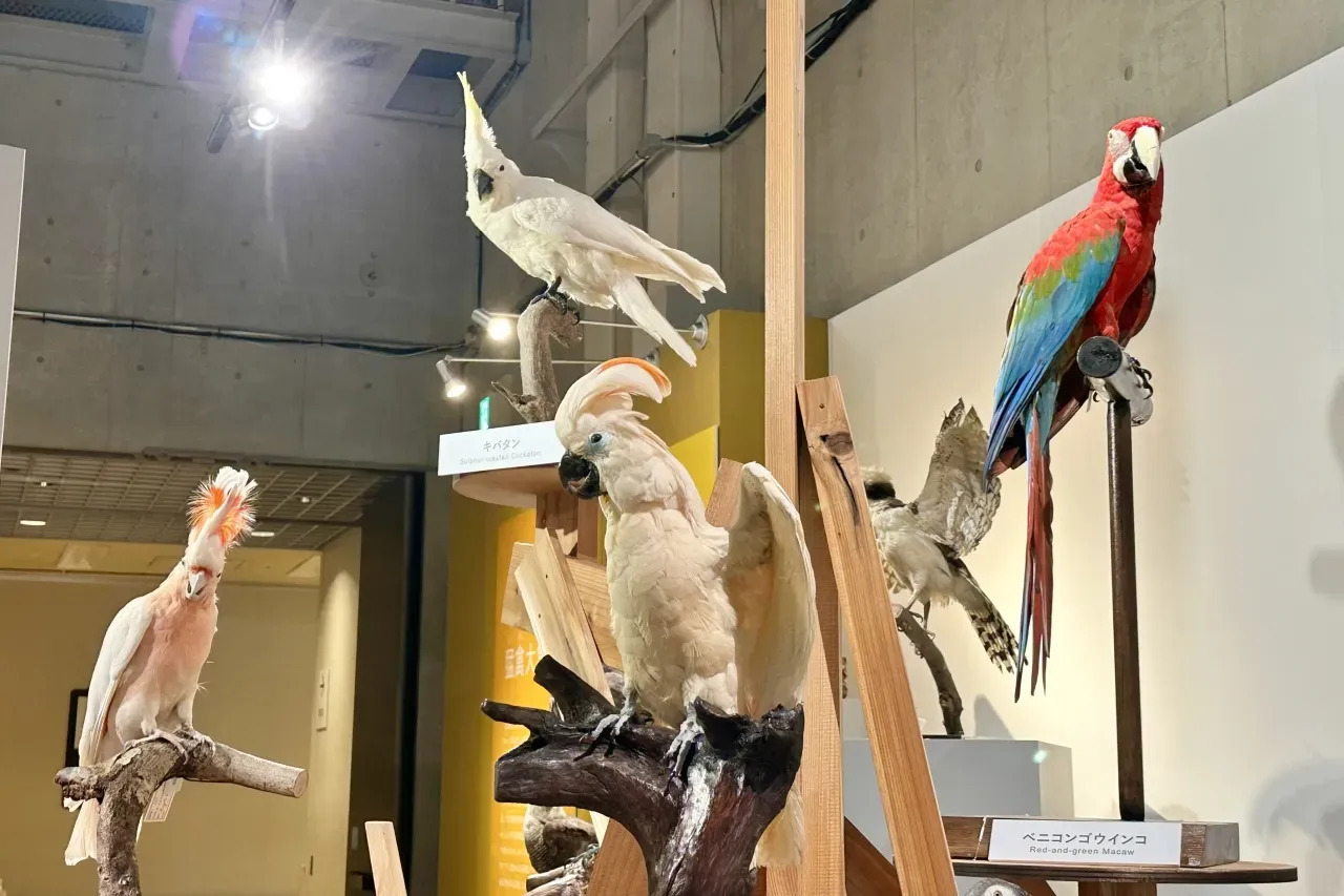 鳥の文化って何？定義と具体例