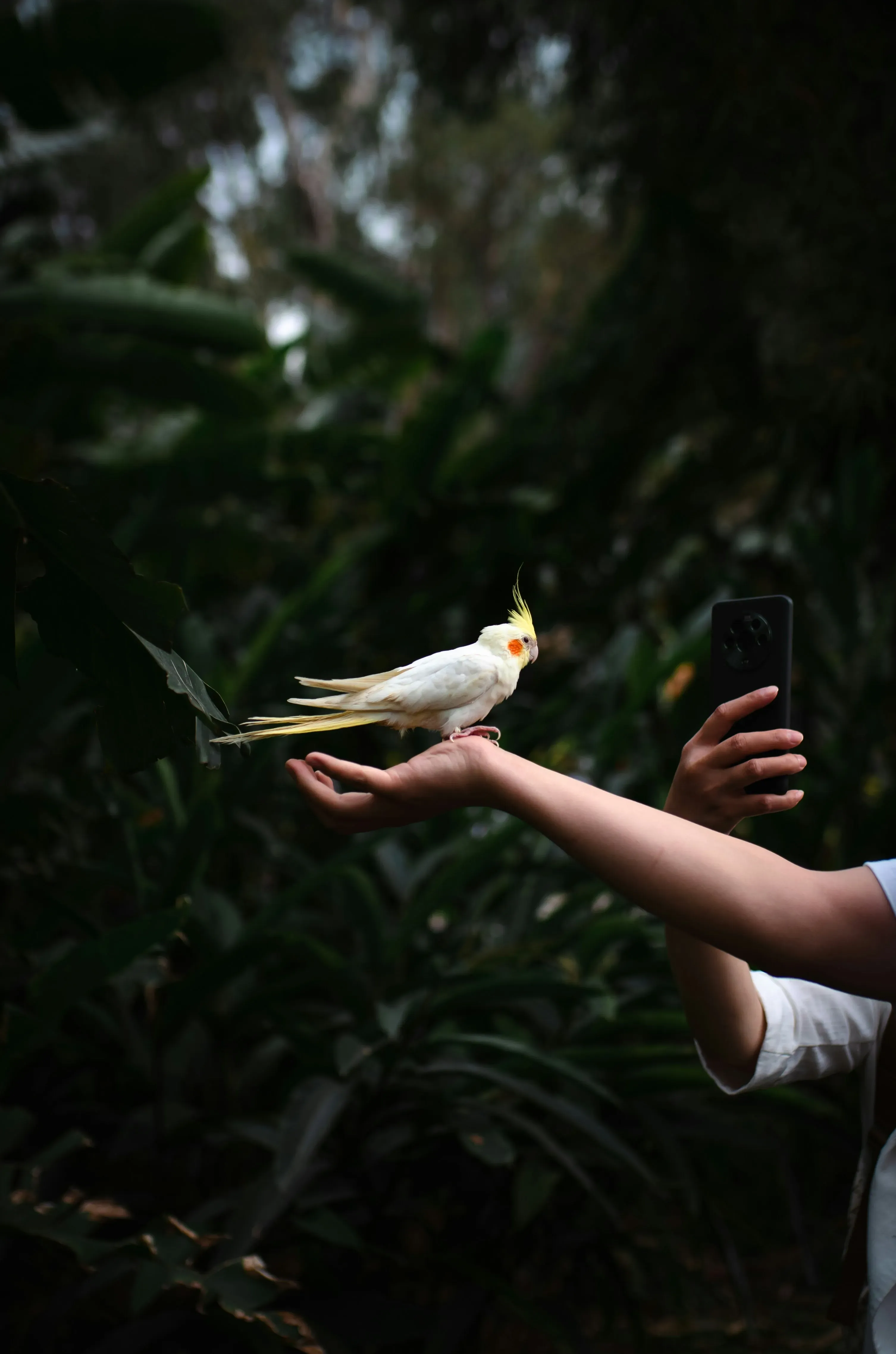 鳥の文化と娯楽に関するよくある質問（FAQ）