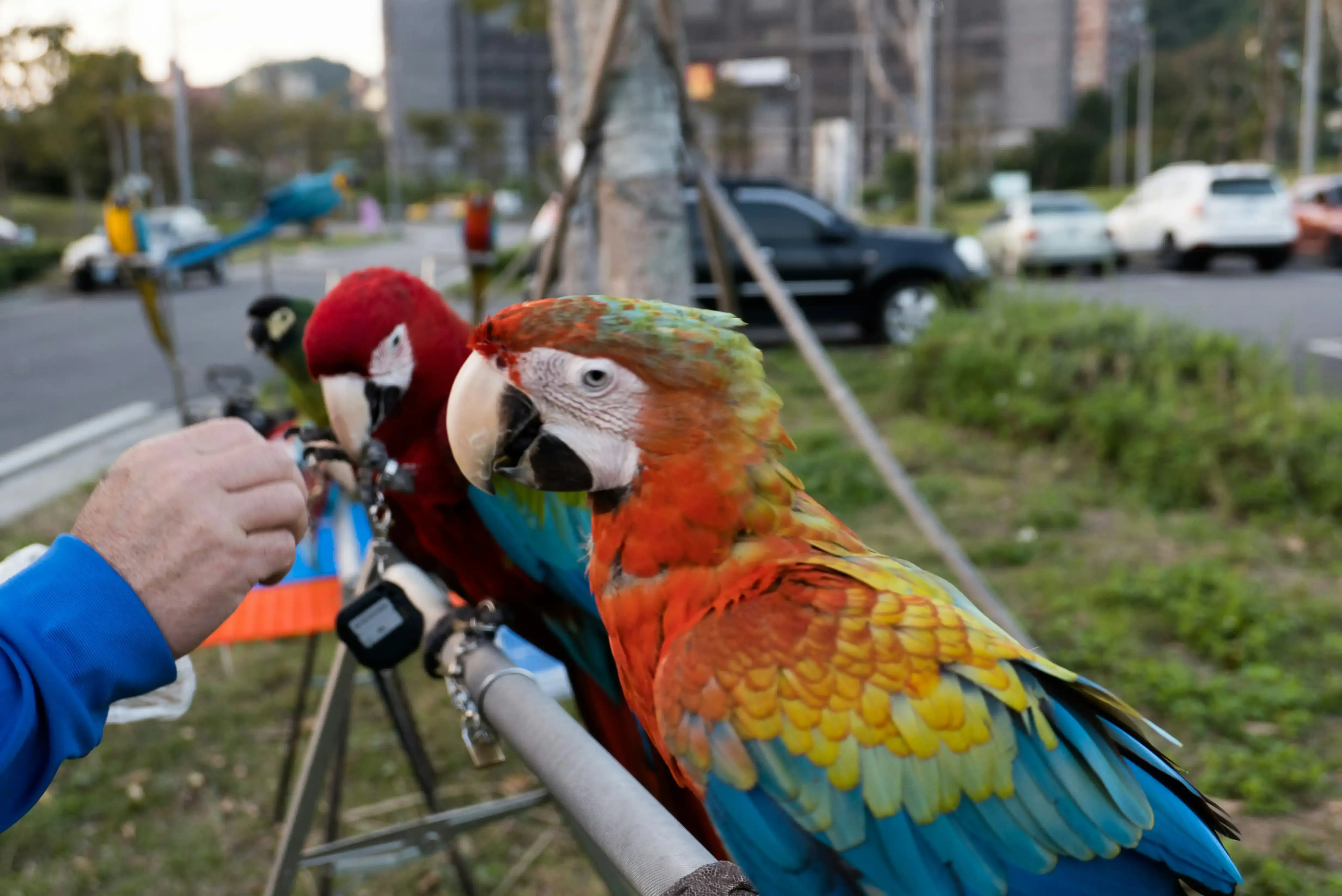 鳥の文化のカメラ付き観察ツアーで出会える魅力