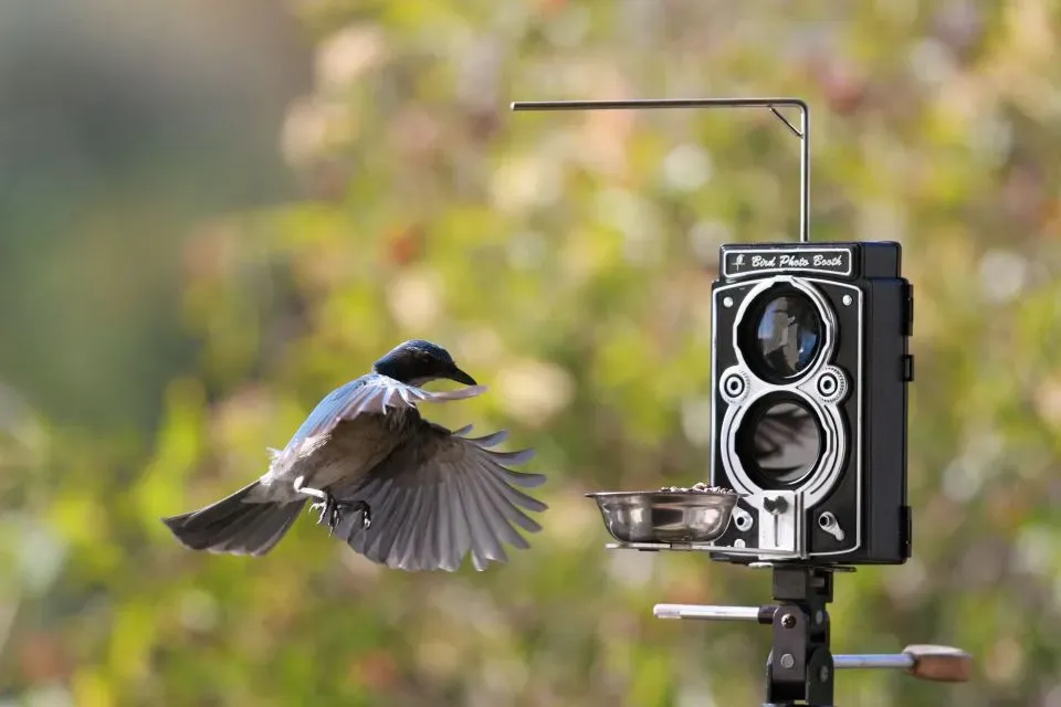 鳥の文化のカメラ付き観察ツアーとは？