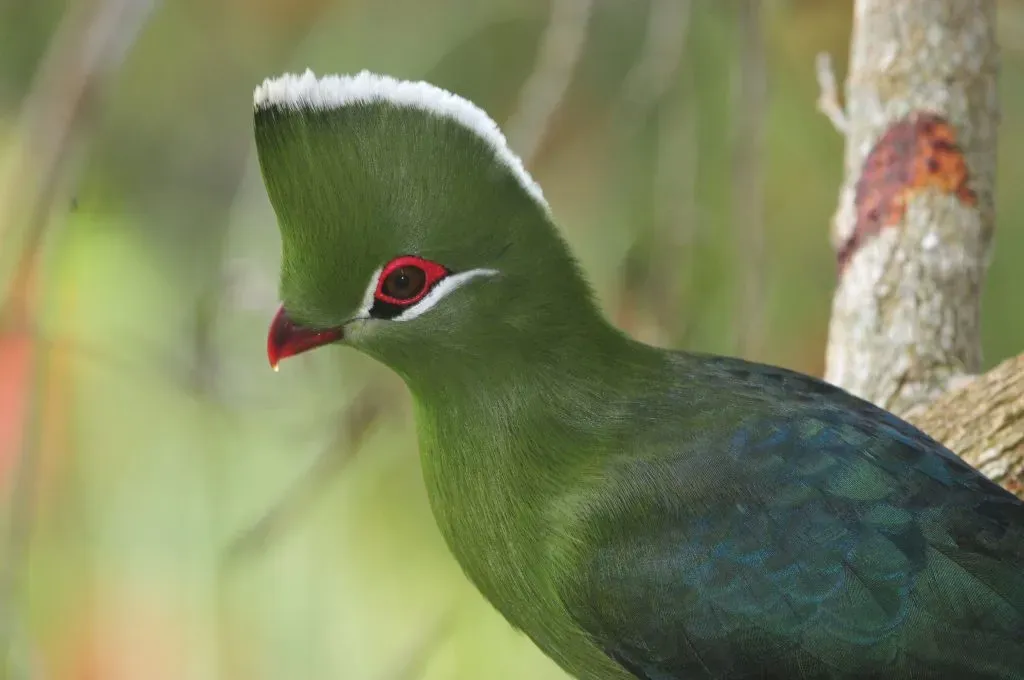 鳥の文化のツアーで出会える驚き
