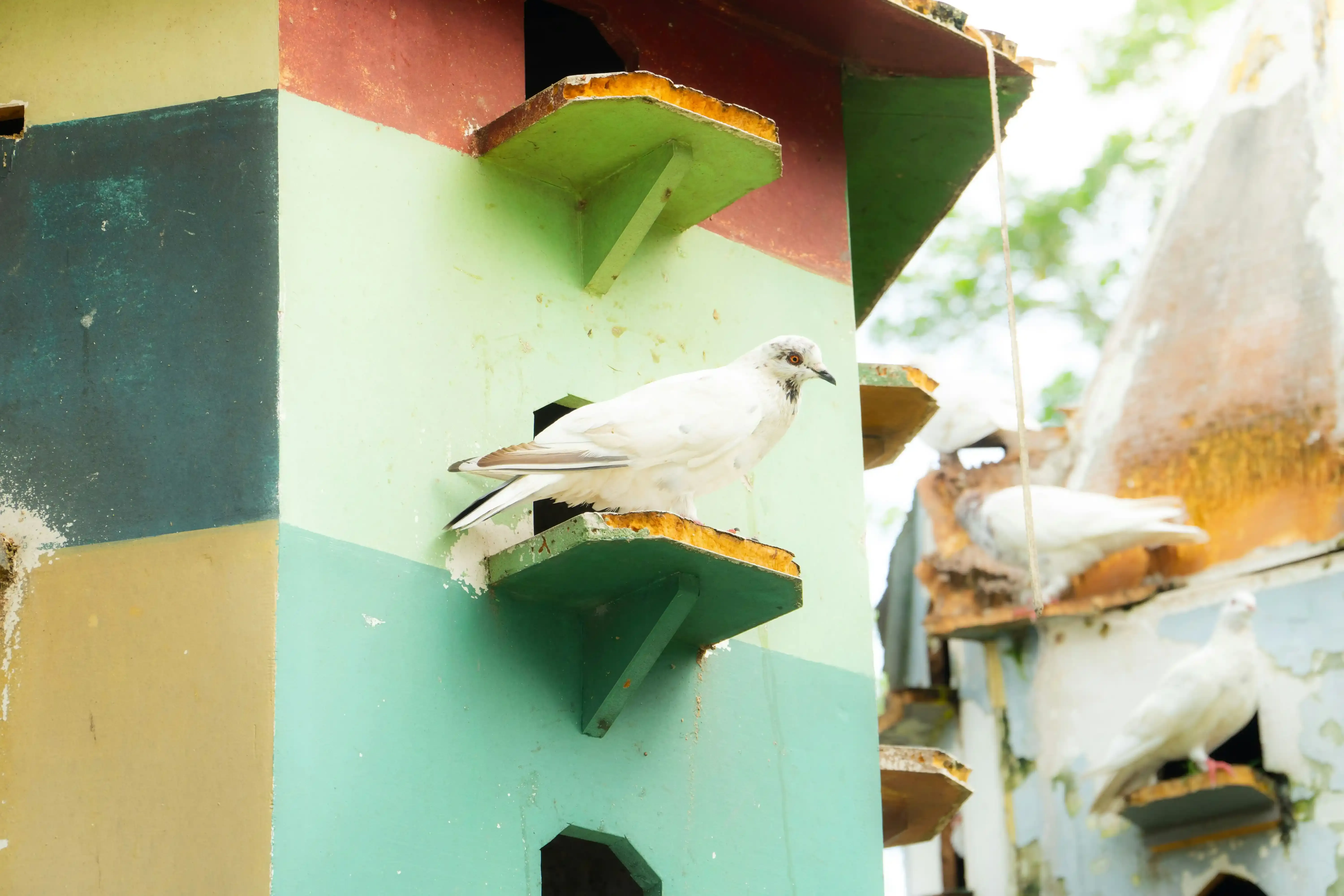鳥の文化の保護プロジェクトの未来と、私たちが考えるべきこと