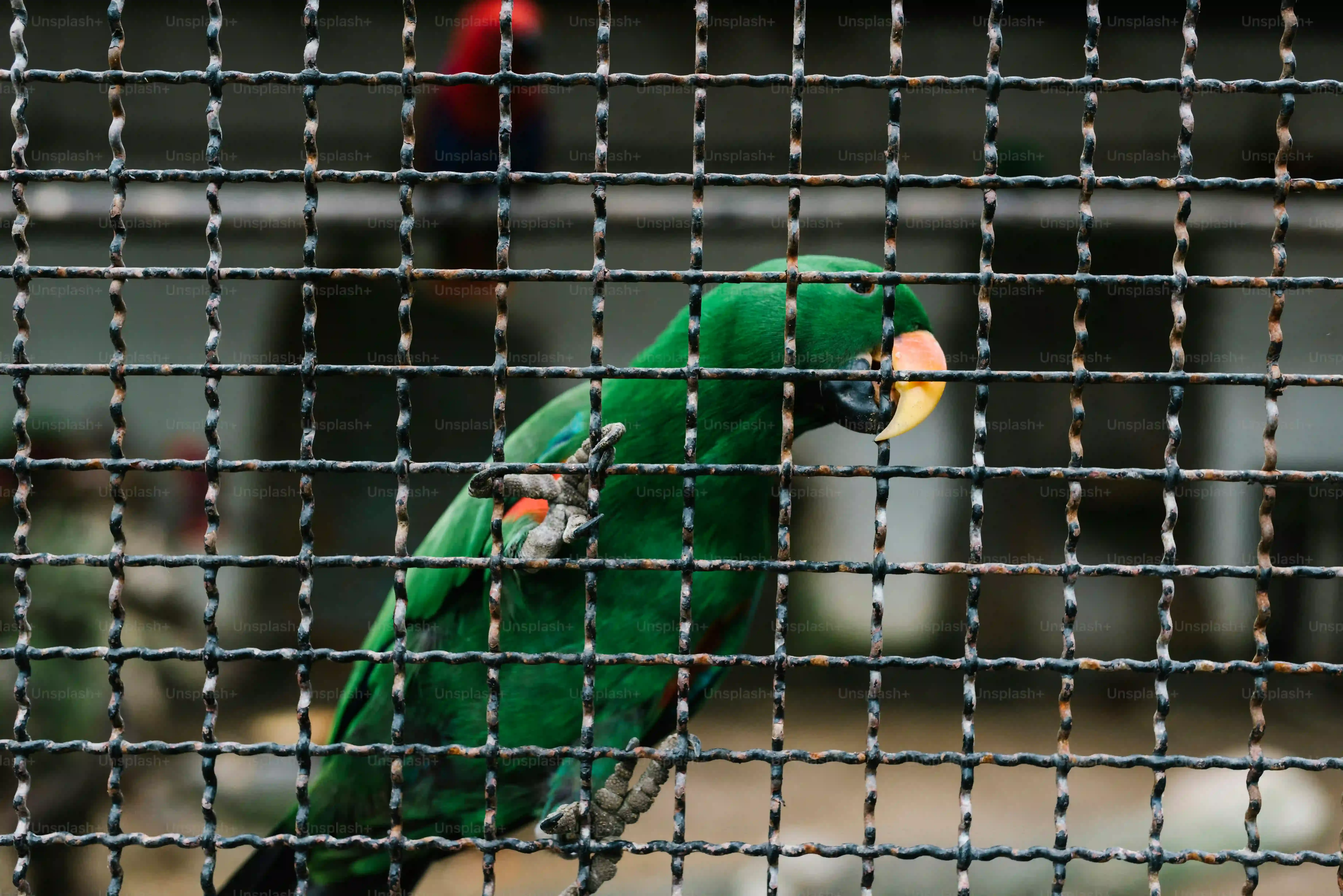 鳥の文化の保護法：絶対知っておくべき！鳥と文化の未来を守るための重要ポイントと具体的な行動指針