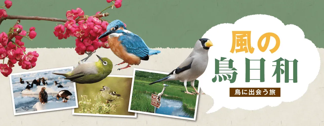 鳥の文化の撮影ツアーとは？その unique な魅力