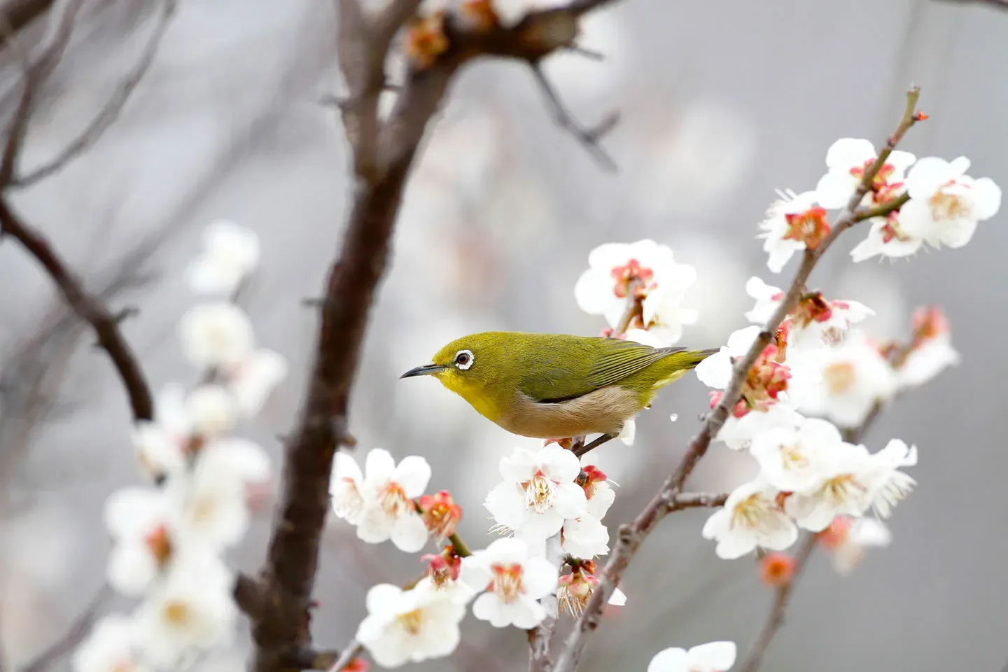 鳥の文化の撮影ポイント：必要な機材と準備