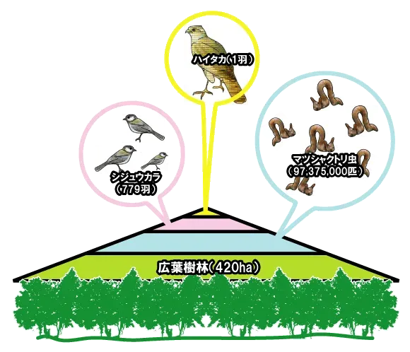 鳥の文化の生態系とは何か？