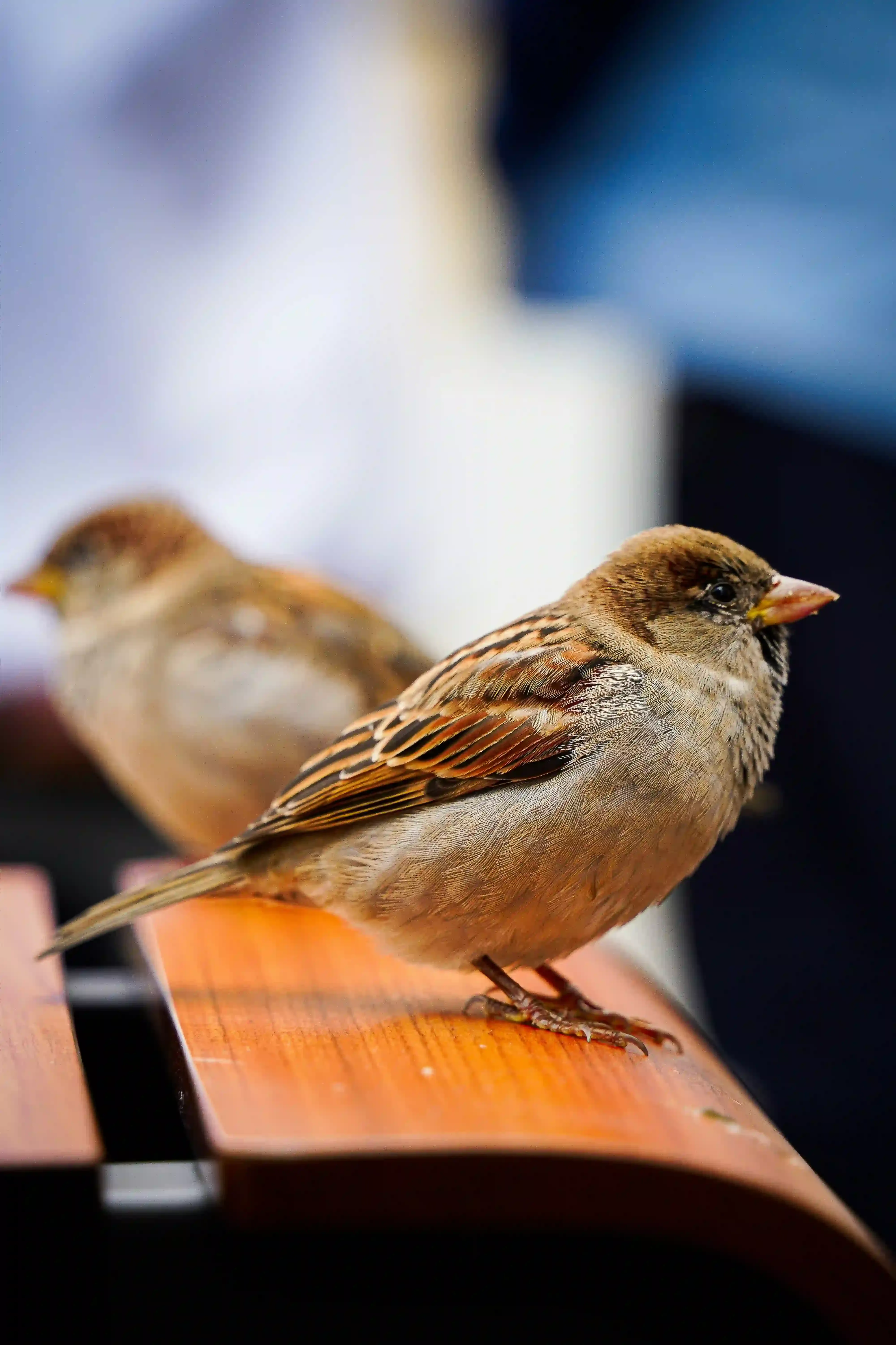鳥の文化の科学的研究が拓く未来