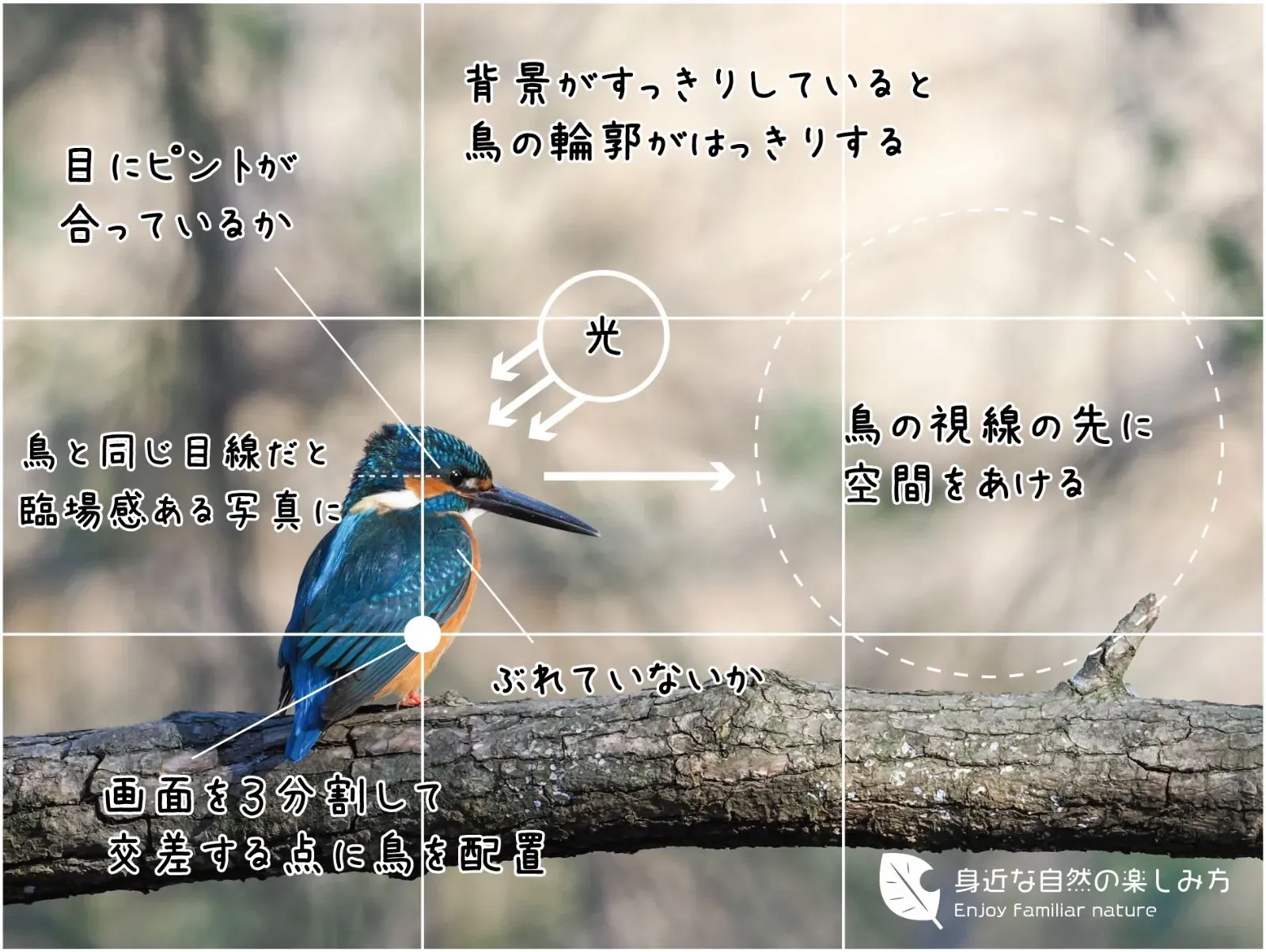 鳥の文化を捉えるカメラ設定と基本テクニック