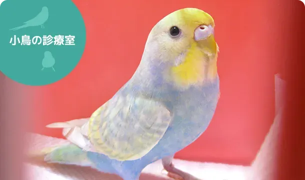 鳥の病気の保護活動参加方法：参加する前に知っておくべきこと