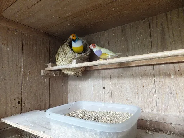鳥の繁殖のツアー体験談：感動とちょっとしたハプニング