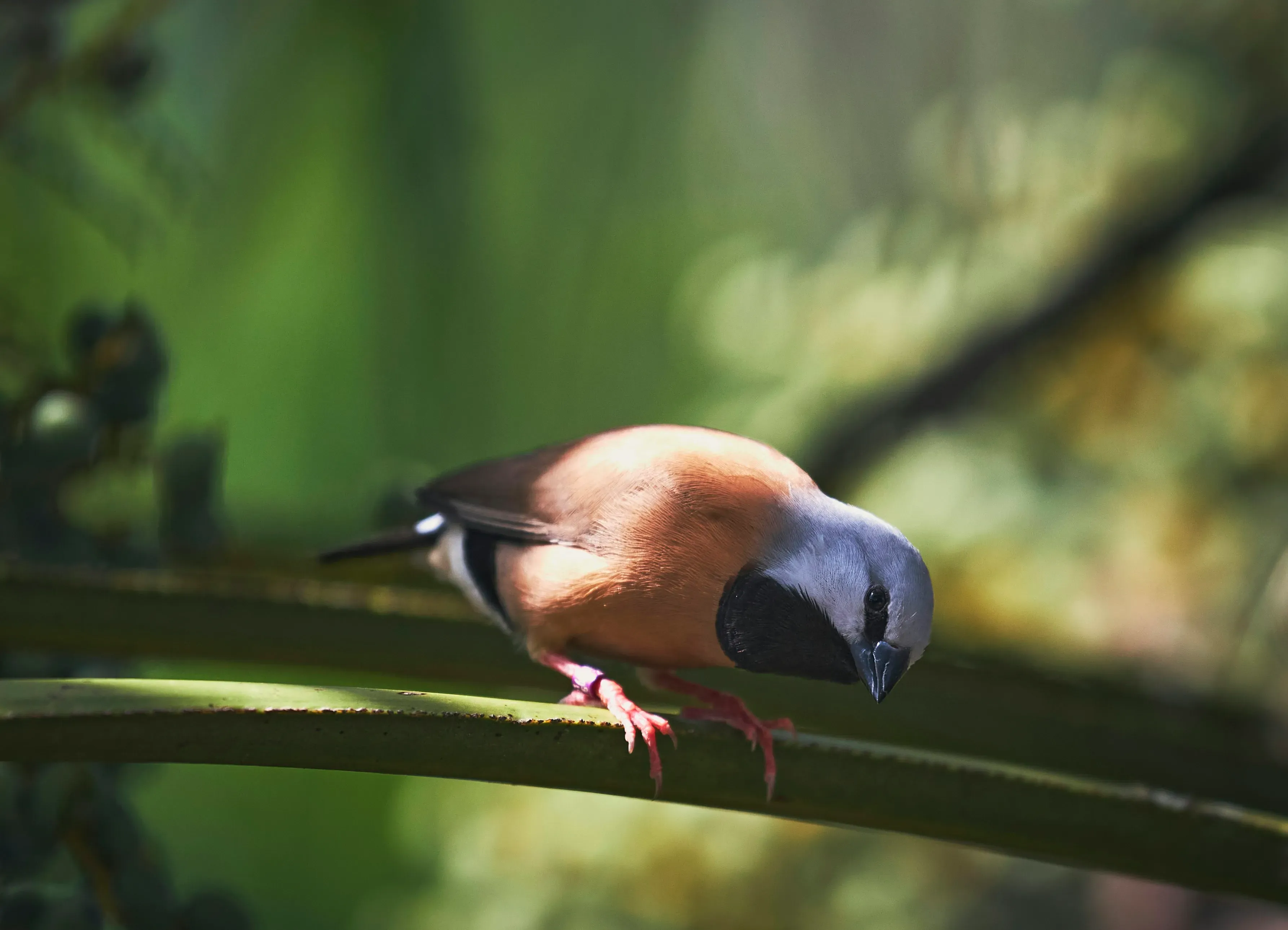 鳥の繁殖のツアー日程に参加する前に知っておくべきこと