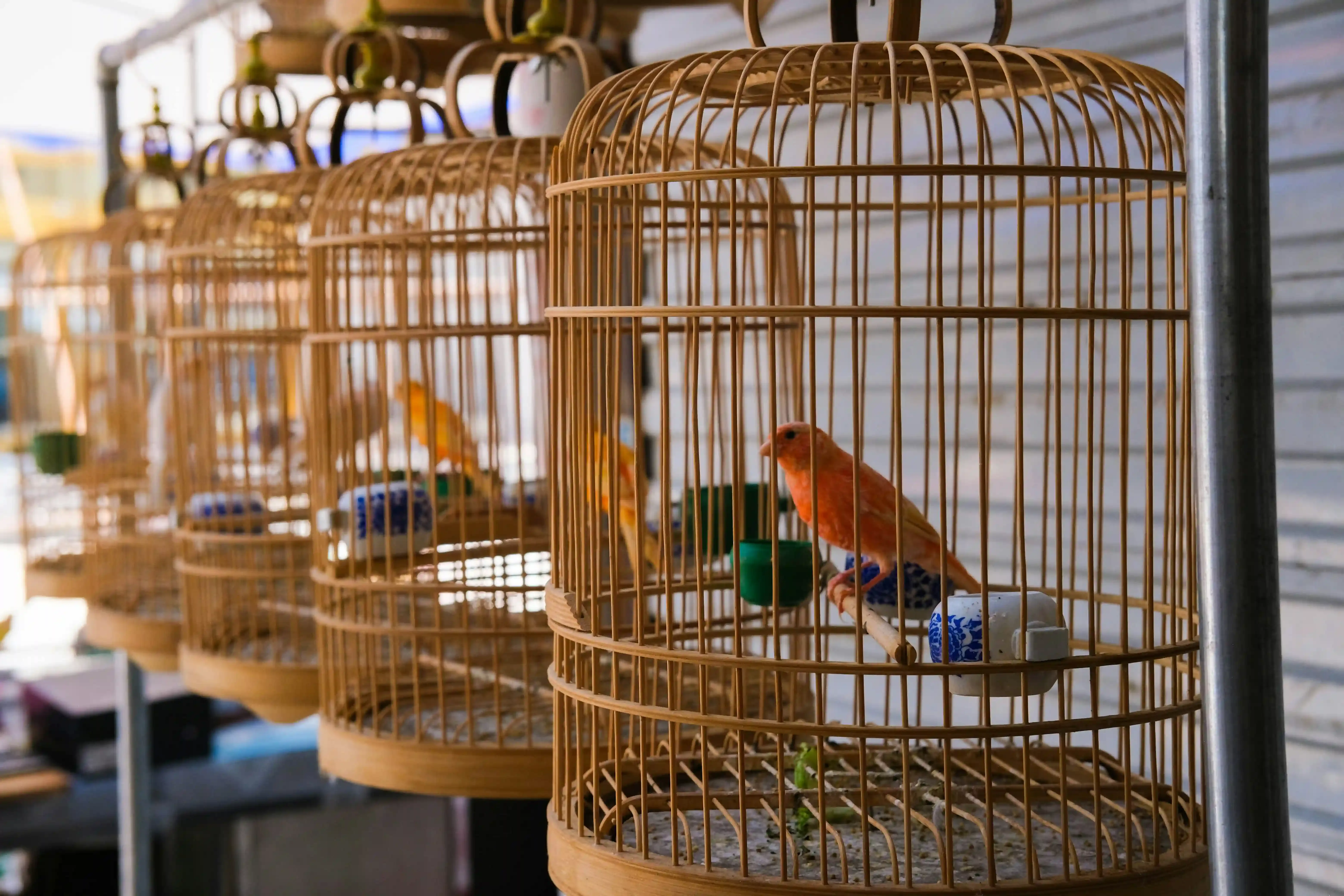 鳥の繁殖の保護プロジェクトのこれからと課題