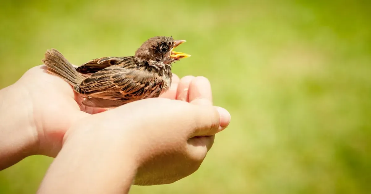 鳥の繁殖の保護法に違反したら？知っておくべきリスク