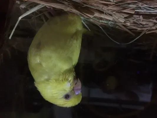 鳥の繁殖の娯楽とは？野鳥観察の新たな楽しみ方