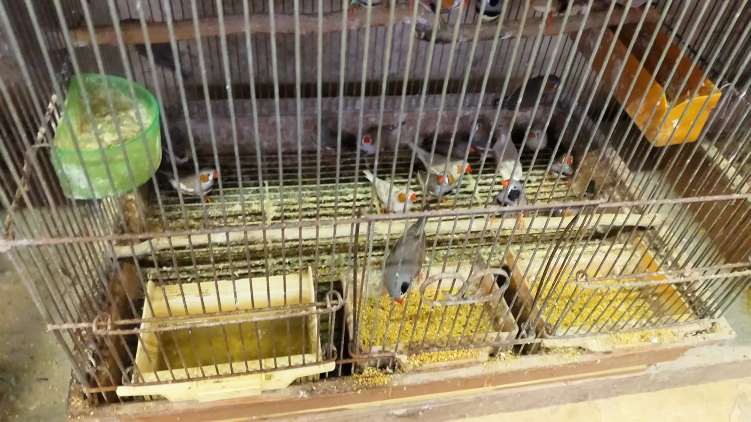 鳥の繁殖の娯楽を楽しむためのマナーと注意点