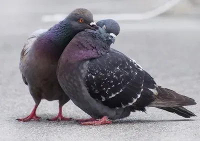 鳥の繁殖の季節に起こりがちなトラブルと対策