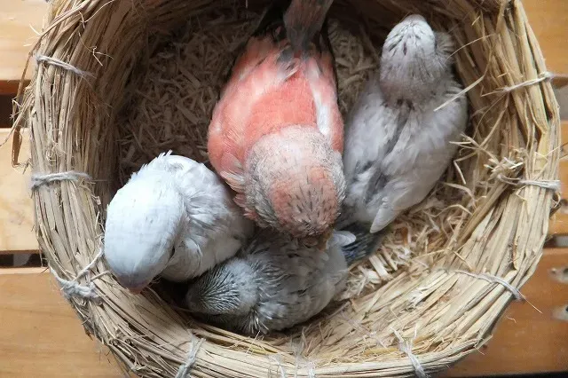 鳥の繁殖の撮影で感動の一枚を撮るための応用テクニック