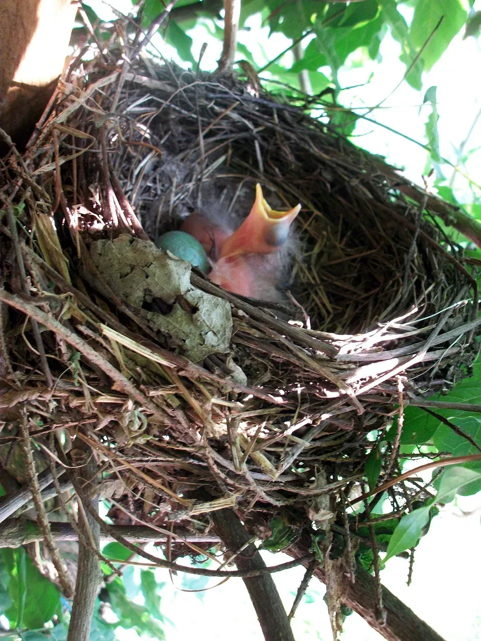 鳥の繁殖の撮影における倫理と注意点