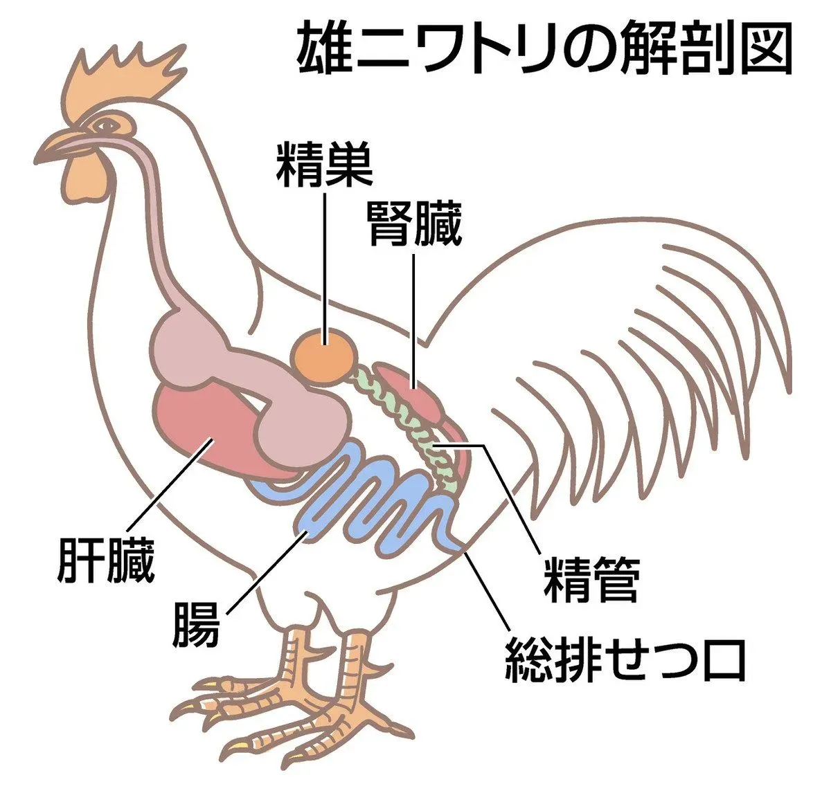 鳥の繁殖の文化に見る驚きの求愛行動