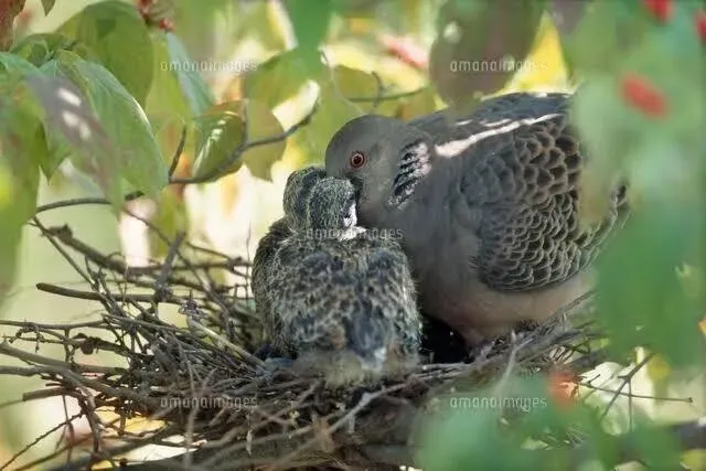 鳥の繁殖の文化を学ぶことの意義