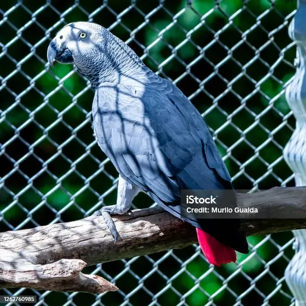 鳥の繁殖の文化を深く知る：驚くべき求愛から子育ての秘密まで徹底ガイド