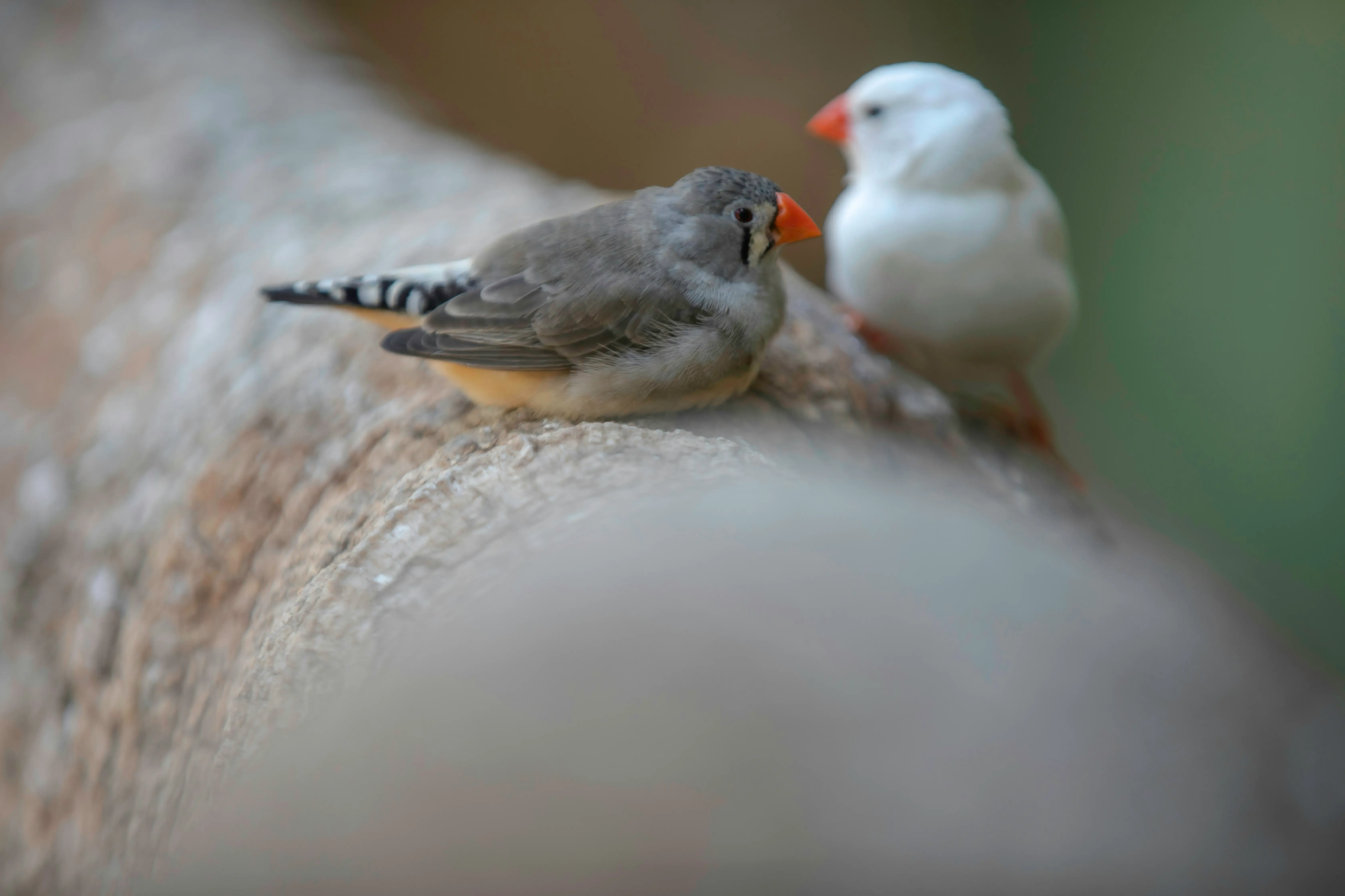 鳥の繁殖の楽しみ方を深めるために：記録と学び