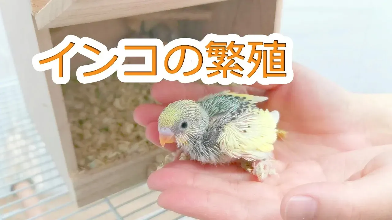 鳥の繁殖の楽しみ方：基本を知ろう