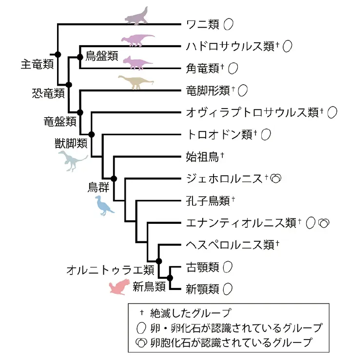 鳥の繁殖の歴史：進化の謎に迫る