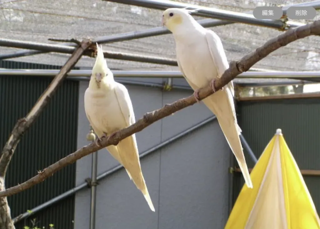 鳥の繁殖を取り巻く現状と課題