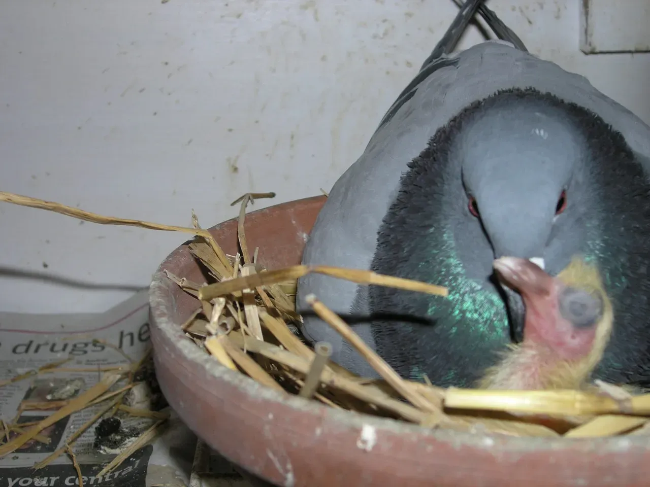 鳥の繁殖を成功させるための環境づくりと準備