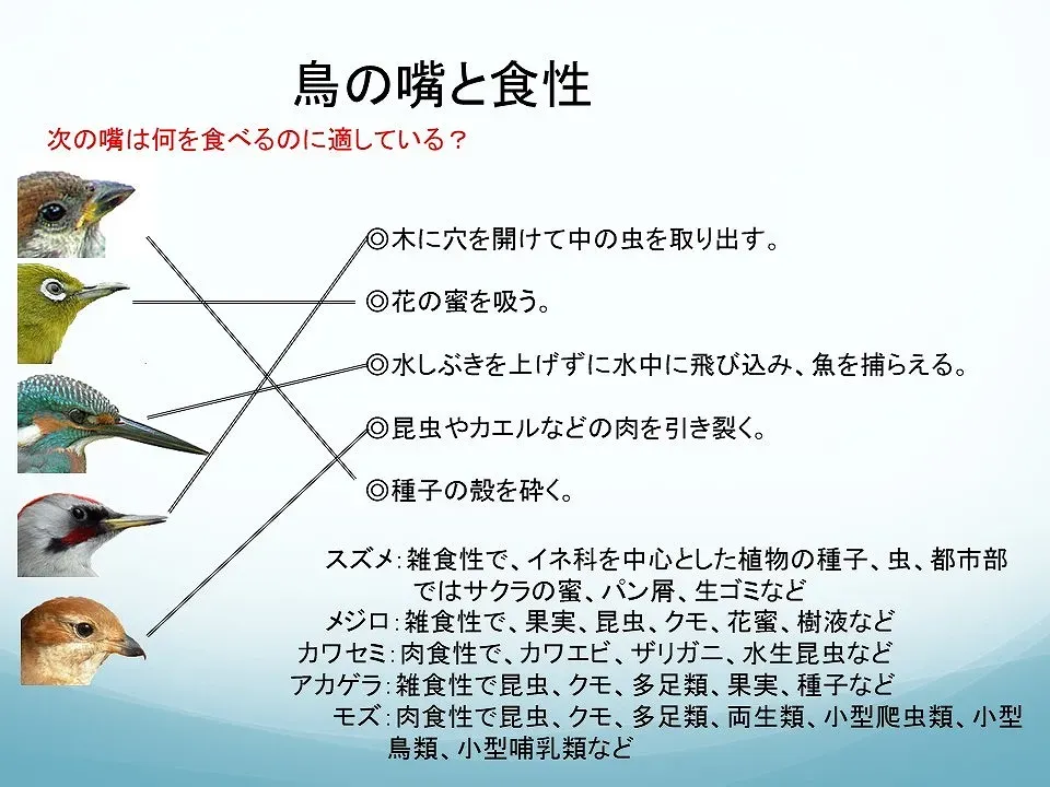 鳥の繁殖期はいつ？種類による違い