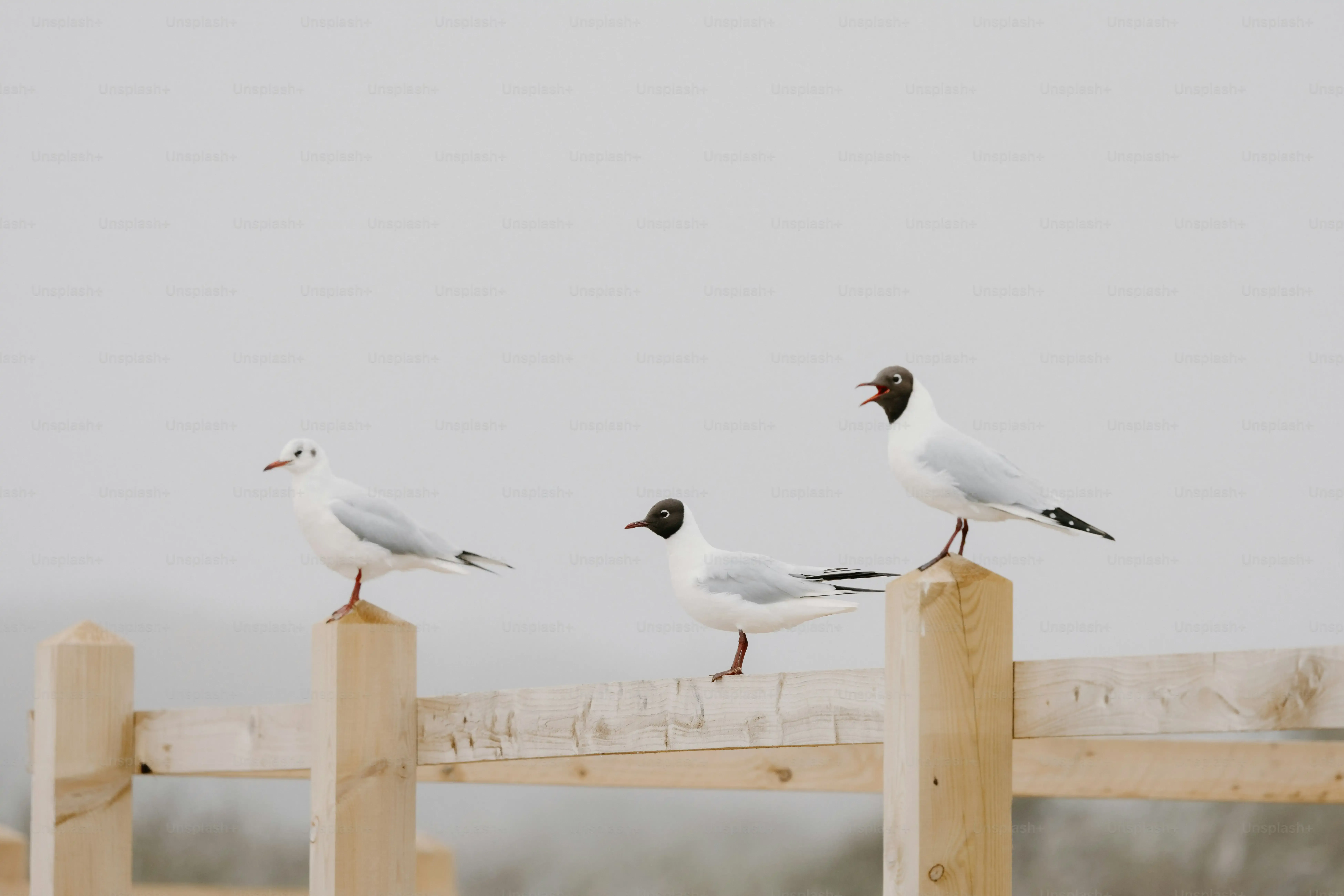 魅力的すぎる鳥の文化のツアー：日本の鳥と共生する暮らしの秘密