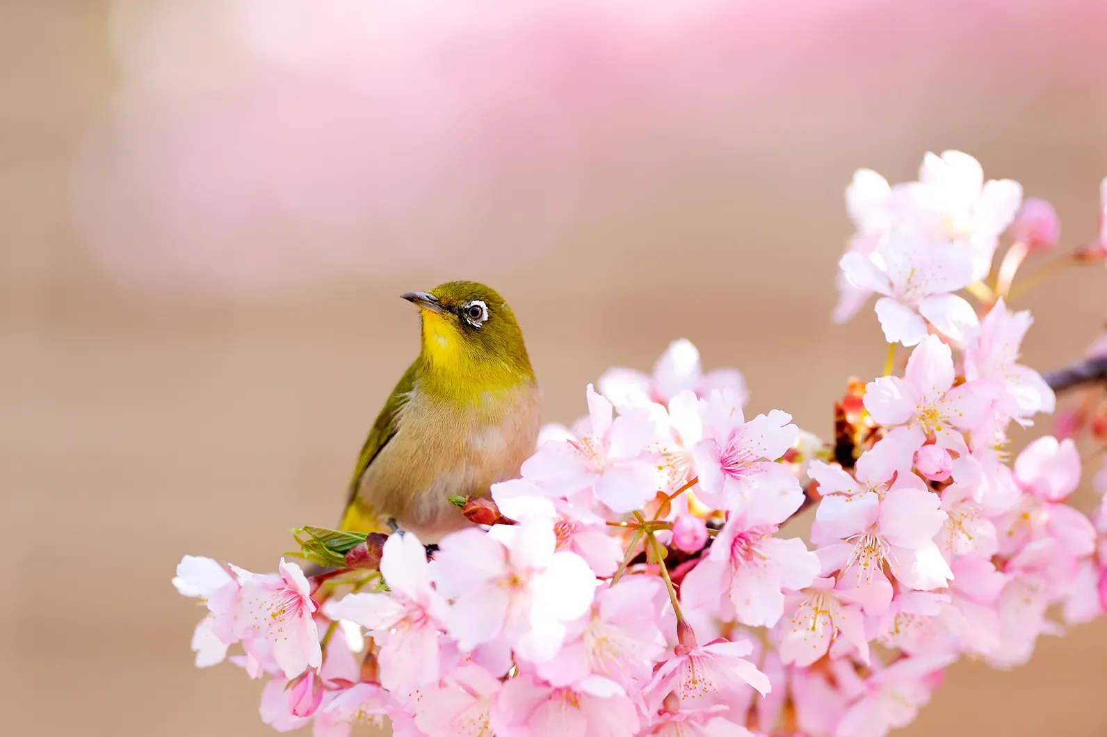 鳥の文化の撮影：驚くほど簡単！野鳥撮影の絶対成功テクニック