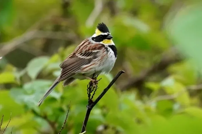鳥の文化の撮影ツアーで最高の瞬間を！初心者でも驚くほど上達する秘訣とは