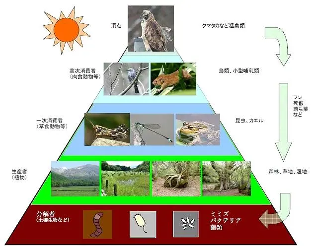 鳥の文化の生態系に迫る【驚異】：知られざる彼らの社会構造を徹底解明