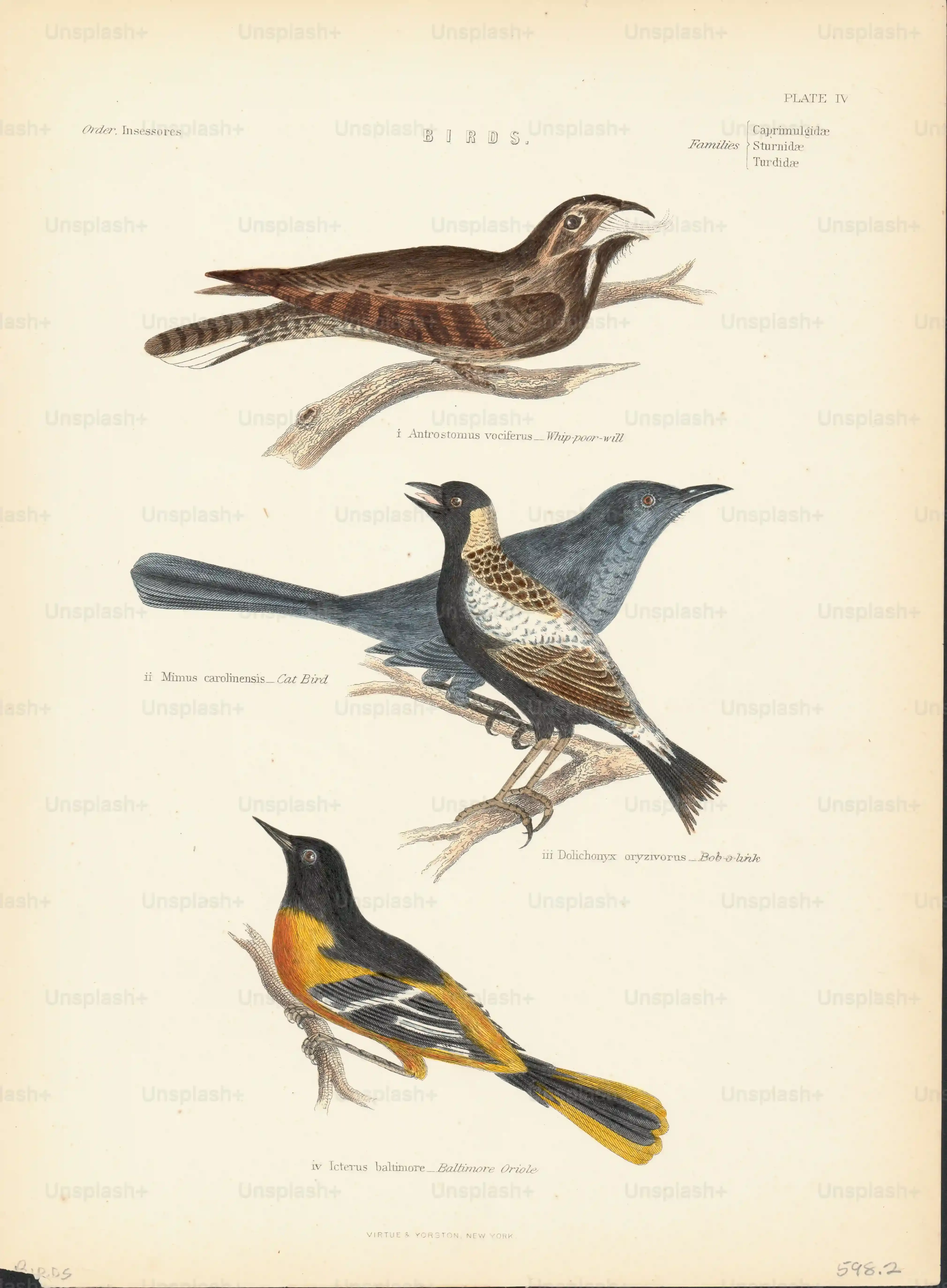 鳥の文化の科学的研究：驚くべき最新の世界