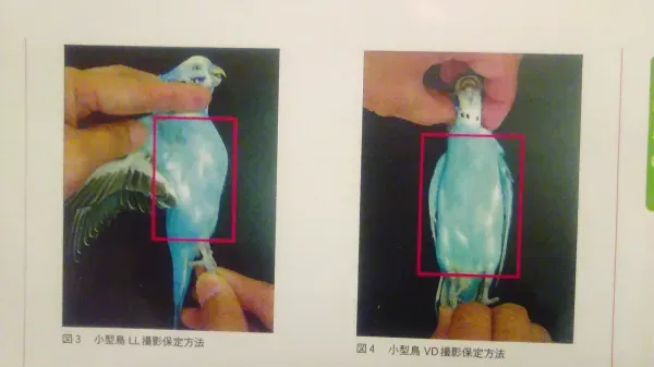 鳥の病気の撮影ポイント：見逃すと危険！驚くべき初期症状とその撮り方
