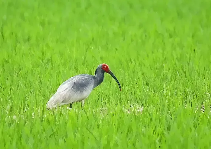 鳥の繁殖のツアーで【驚くべき】感動！生命の神秘と躍動を間近で体験